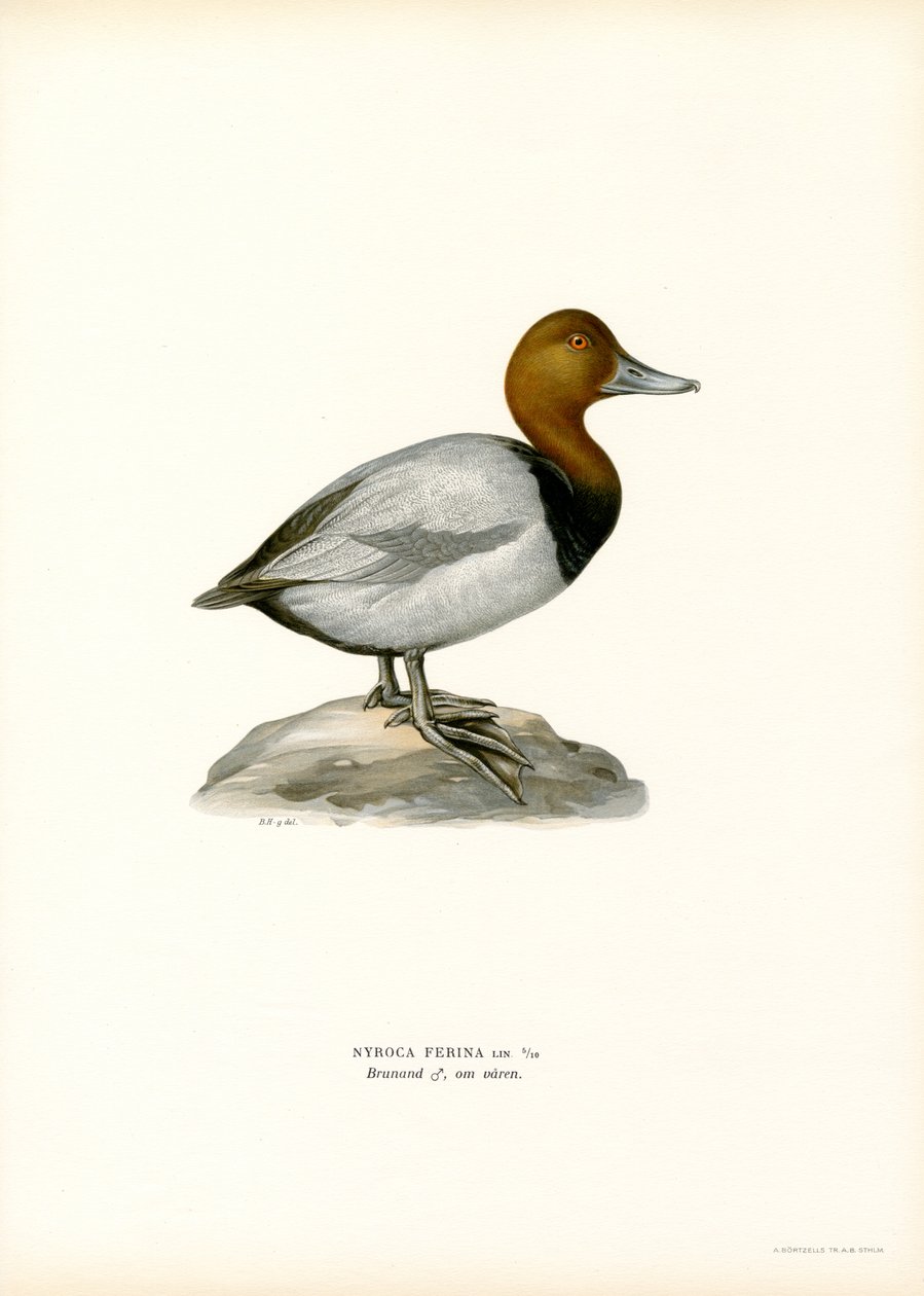 Europæisk pochard (farve litho) af Magnus Ferdinand and Wilhelm von Wright