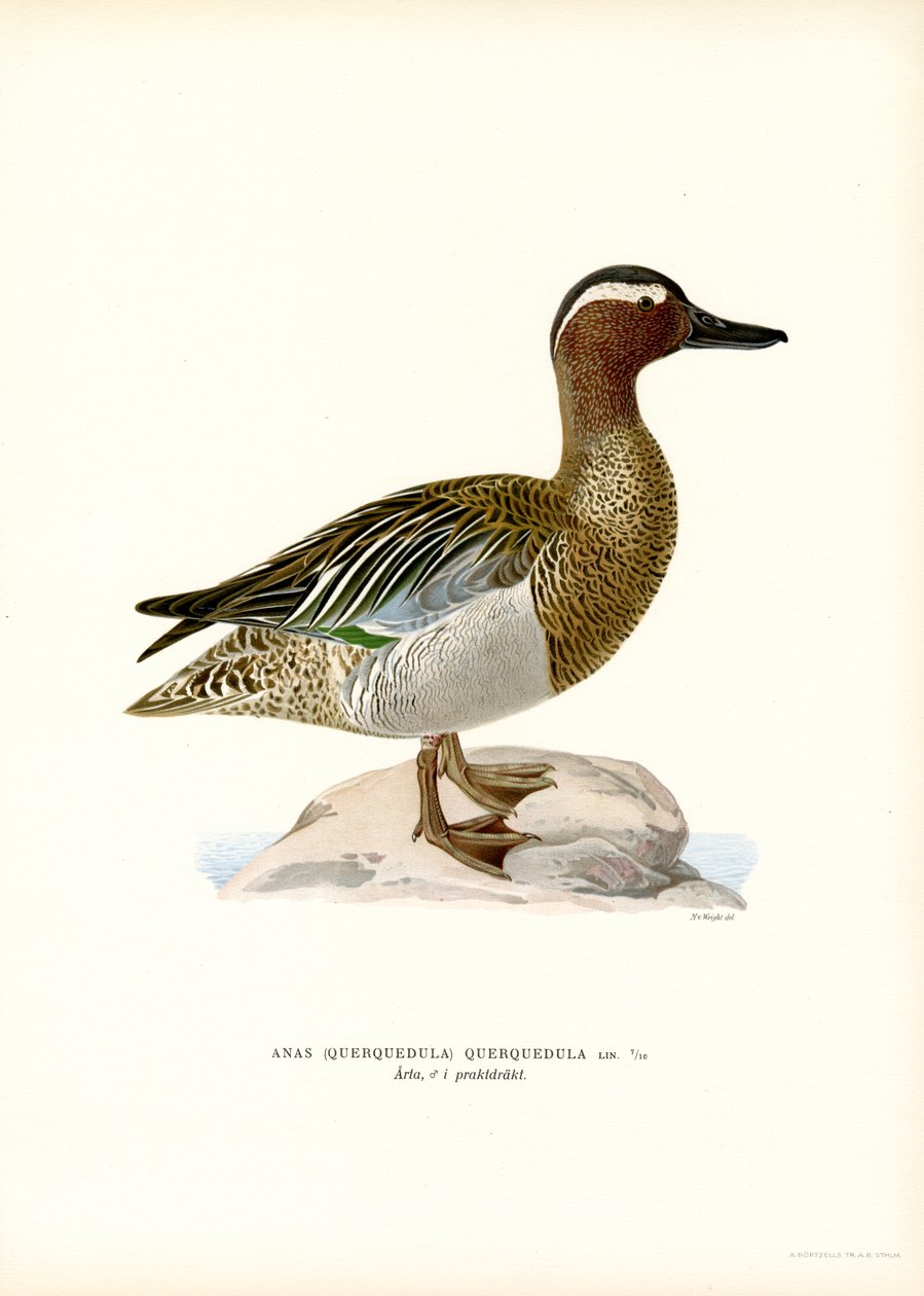 Garganey (farve litho) af Magnus Ferdinand and Wilhelm von Wright
