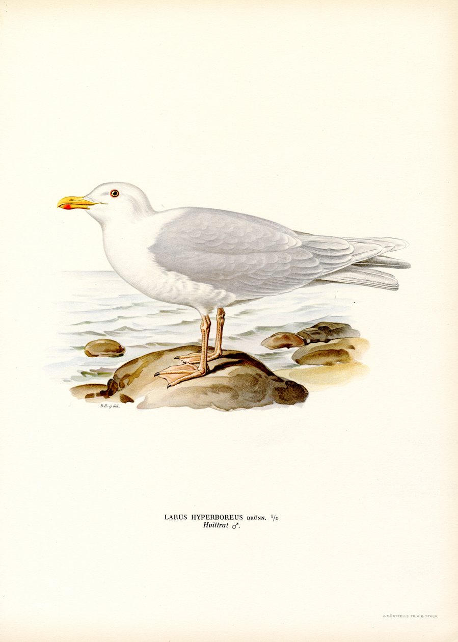 Glaucous Gull (farve litho) af Magnus Ferdinand and Wilhelm von Wright