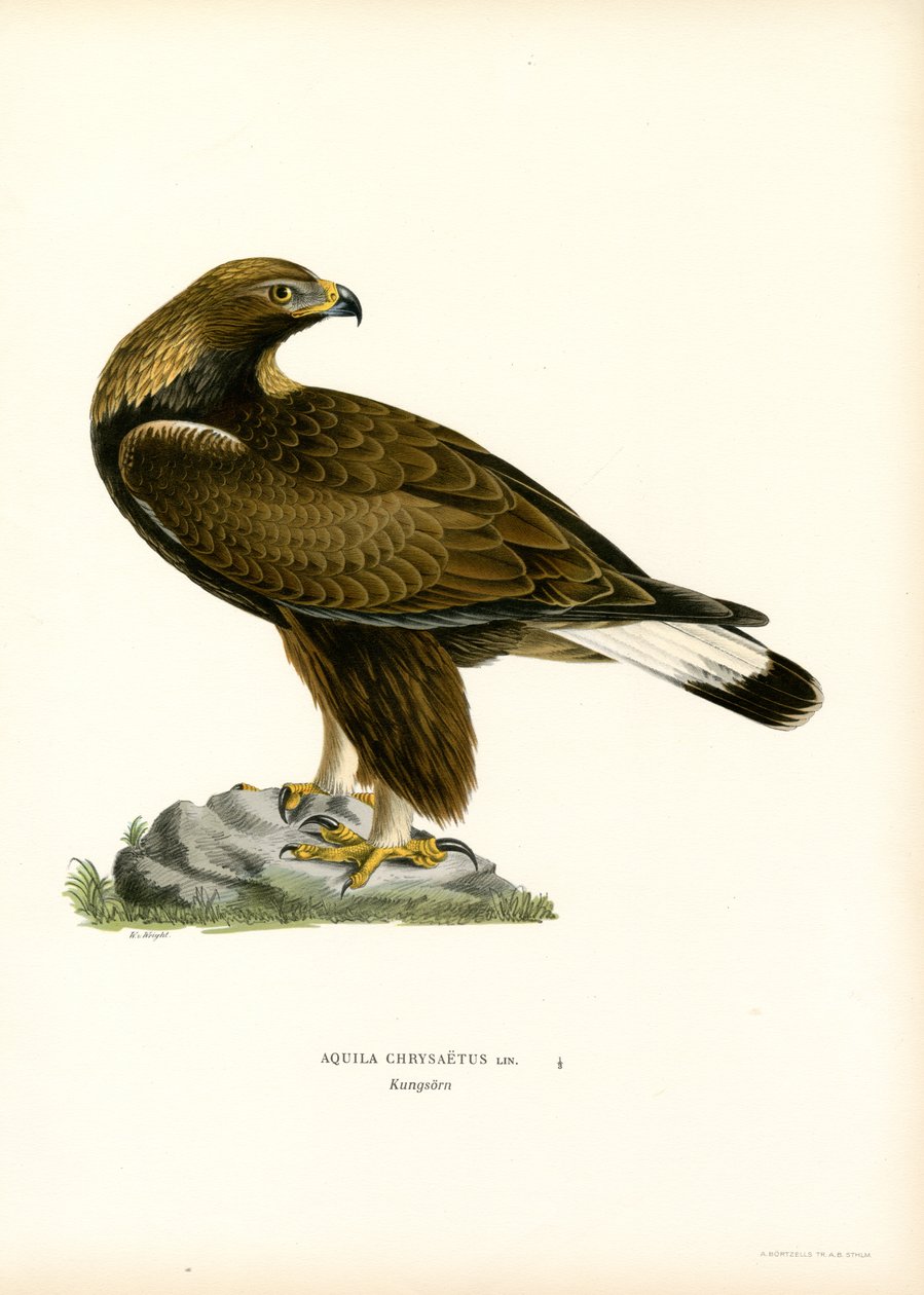Golden Eagle (farve litho) af Magnus Ferdinand and Wilhelm von Wright