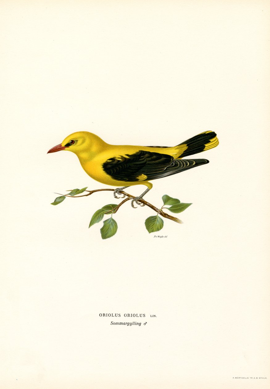 Gylden oriole (farve litho) af Magnus Ferdinand and Wilhelm von Wright