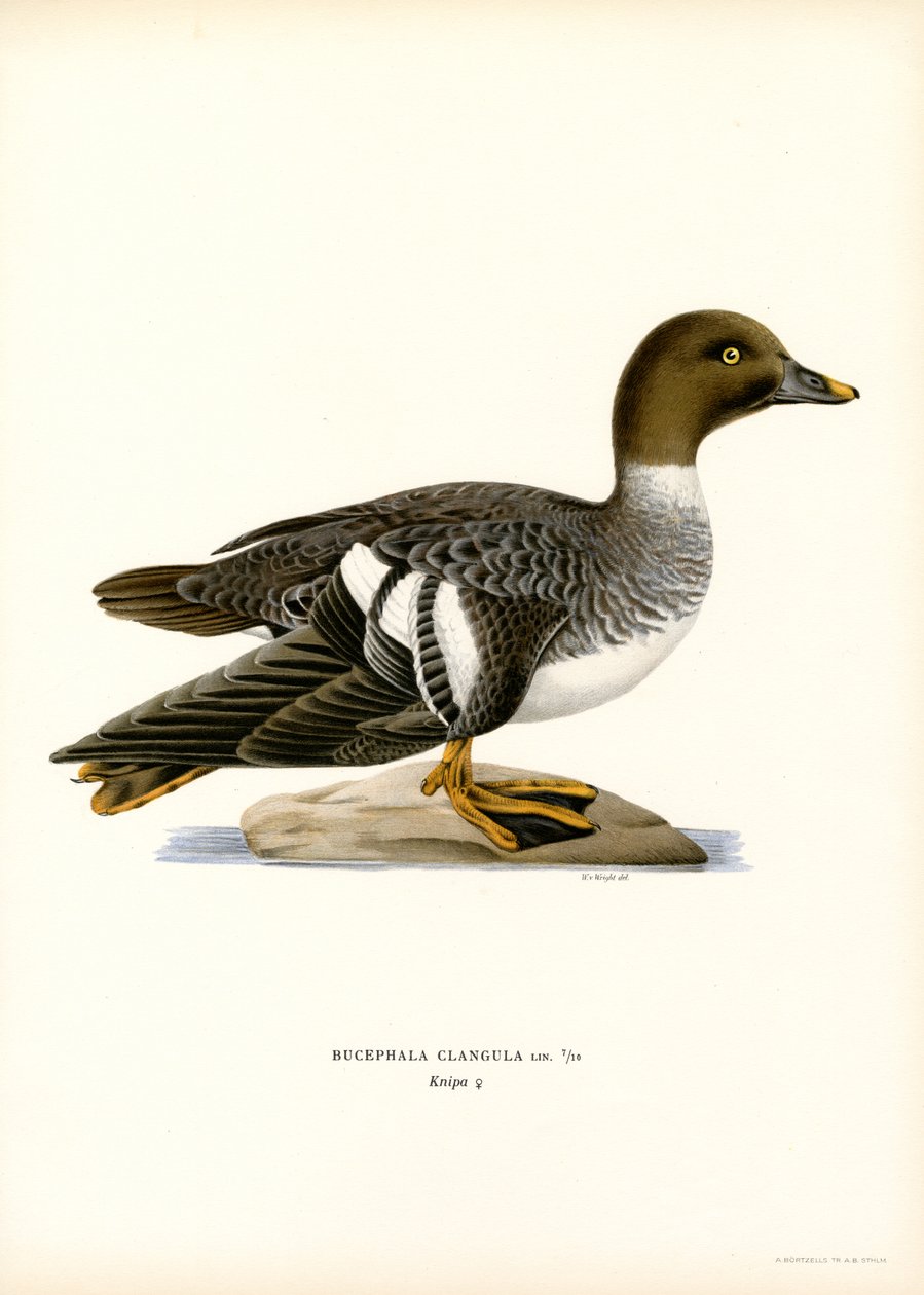 Goldeneye Duck (farve litho) af Magnus Ferdinand and Wilhelm von Wright