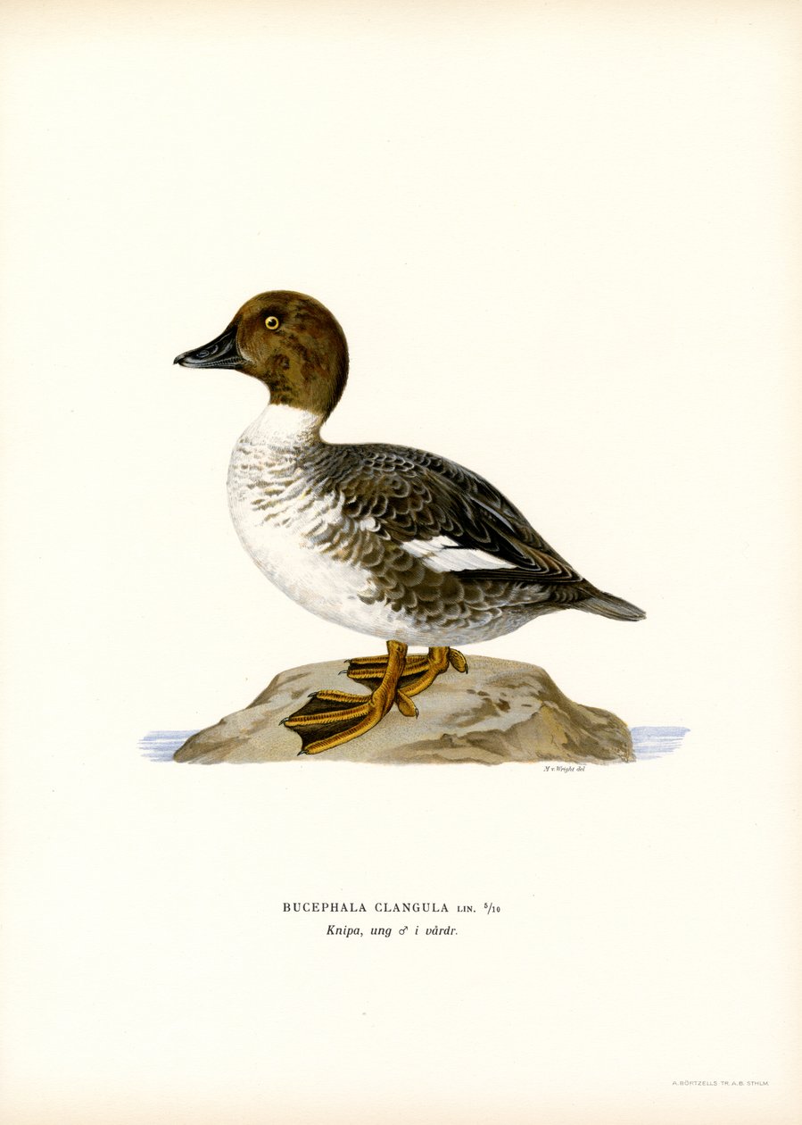 Goldeneye Duck (farve litho) af Magnus Ferdinand and Wilhelm von Wright