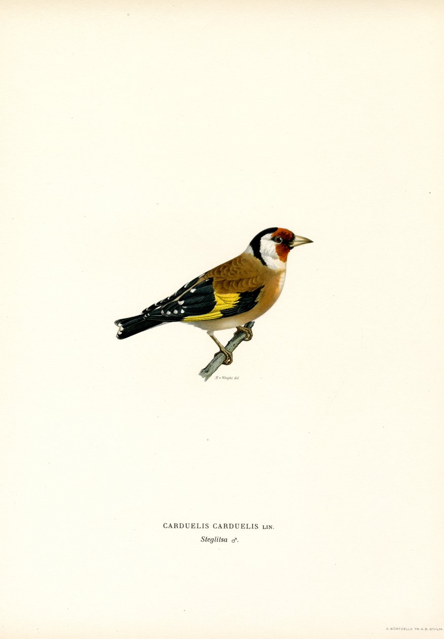 Guldfinke (farve litho) af Magnus Ferdinand and Wilhelm von Wright