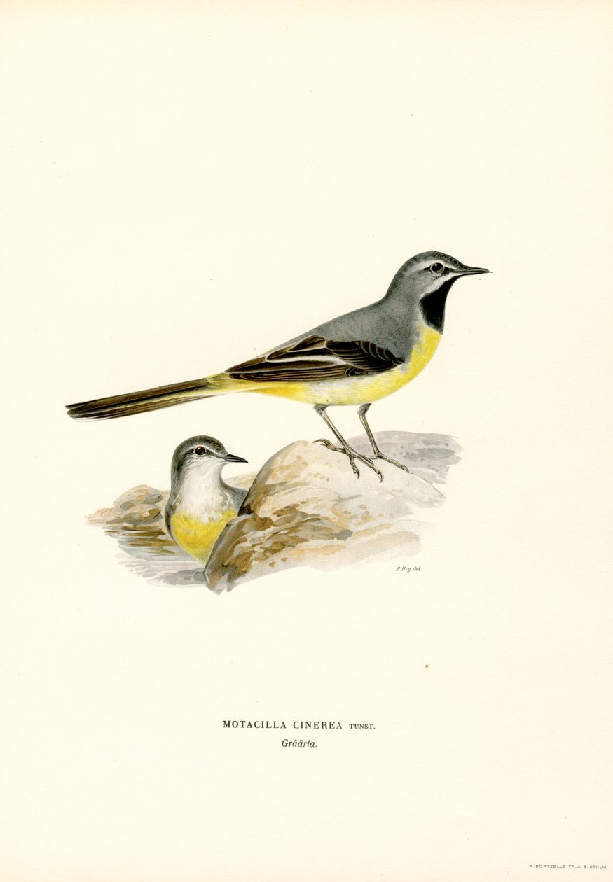 Grå vipstjert (farve litho) af Magnus Ferdinand and Wilhelm von Wright