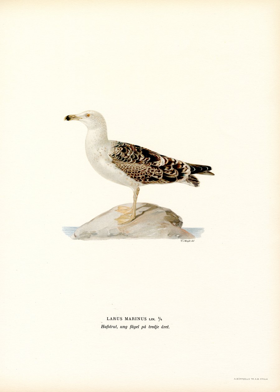 Stor sortrygget måge (farve litho) af Magnus Ferdinand and Wilhelm von Wright