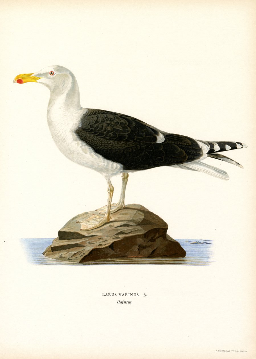 Stor sortrygget måge (farve litho) af Magnus Ferdinand and Wilhelm von Wright