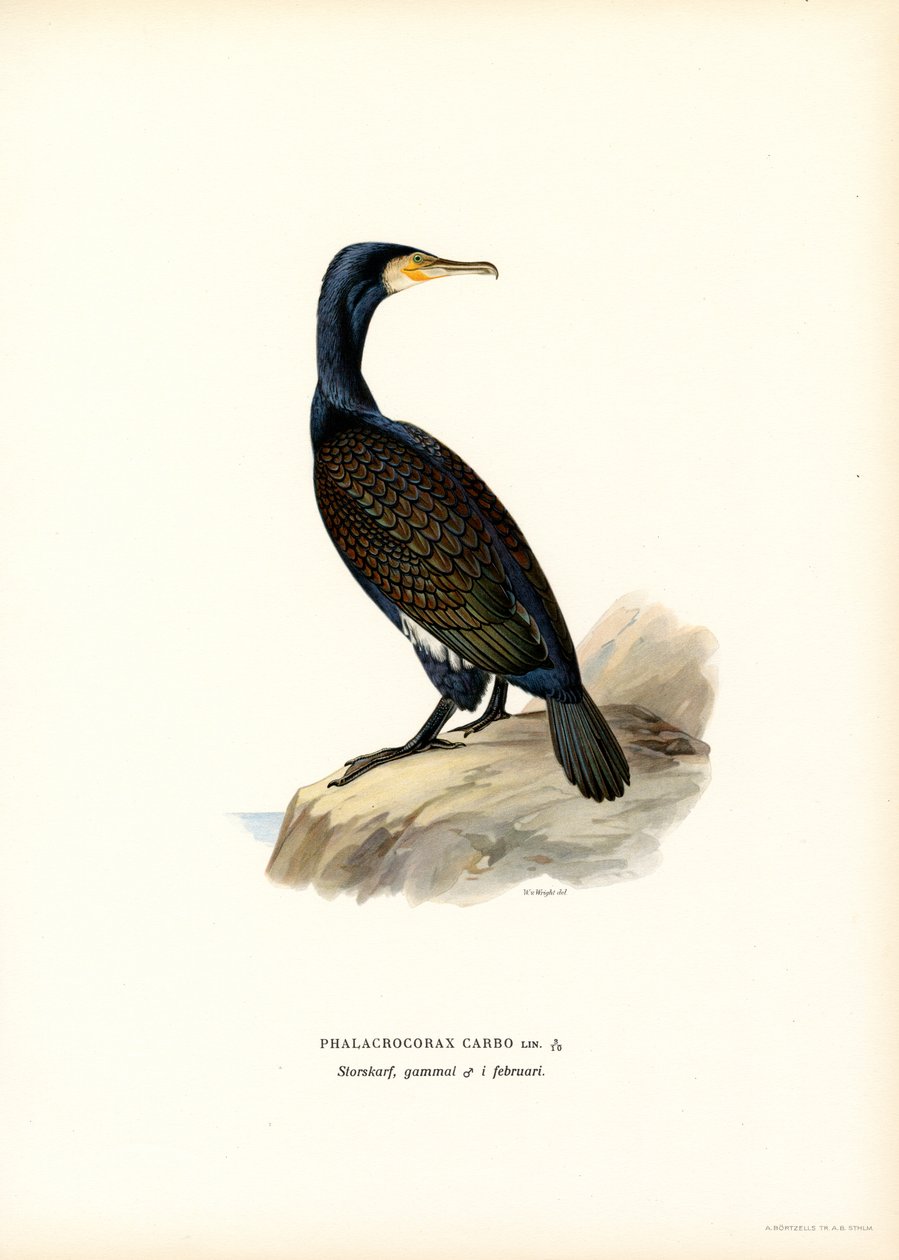 Storskarv (farve litho) af Magnus Ferdinand and Wilhelm von Wright