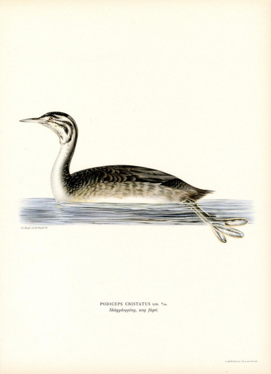 Stor nakkedykker (farve litho) af Magnus Ferdinand and Wilhelm von Wright