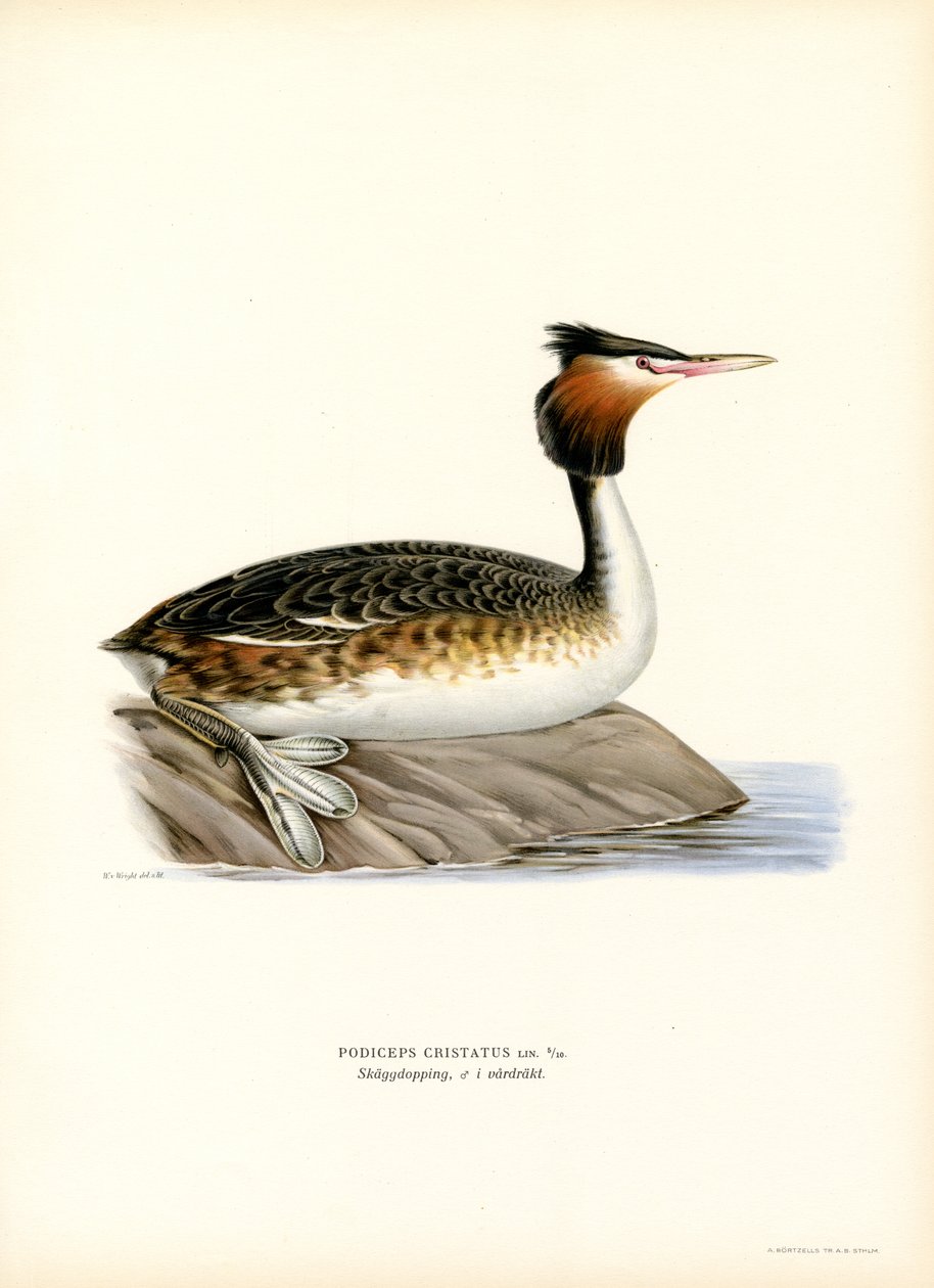 Stor nakkedykker (farve litho) af Magnus Ferdinand and Wilhelm von Wright