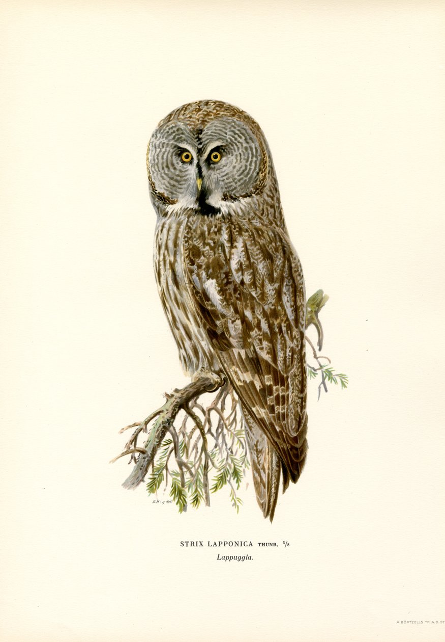 Stor grå ugle (farve litho) af Magnus Ferdinand and Wilhelm von Wright