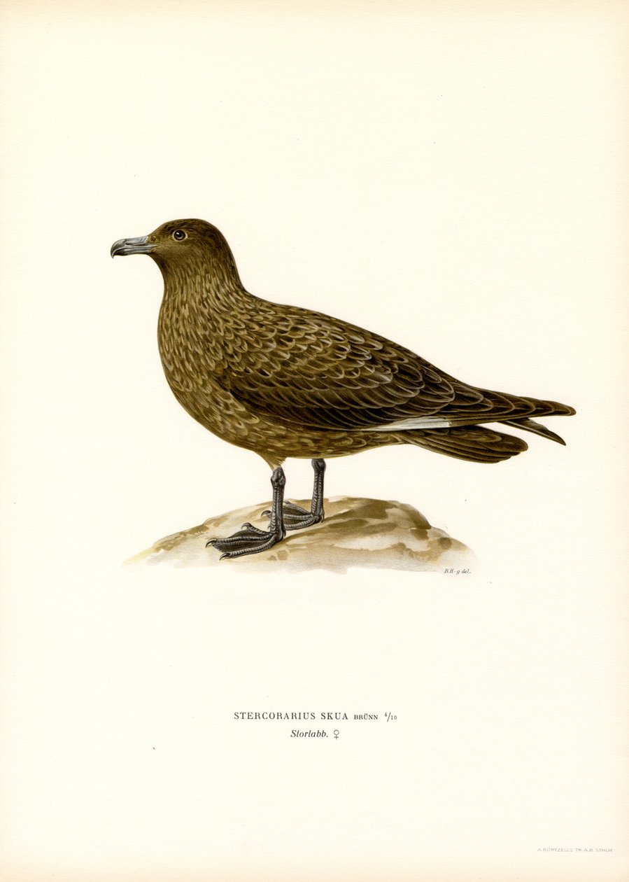 Great Skua (farvemedlemmer) af Magnus Ferdinand and Wilhelm von Wright