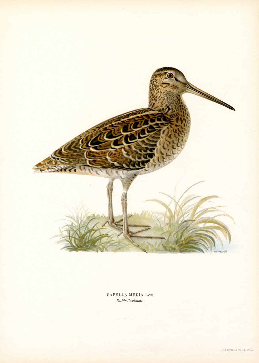 Stor Snipe (farve litho) af Magnus Ferdinand and Wilhelm von Wright