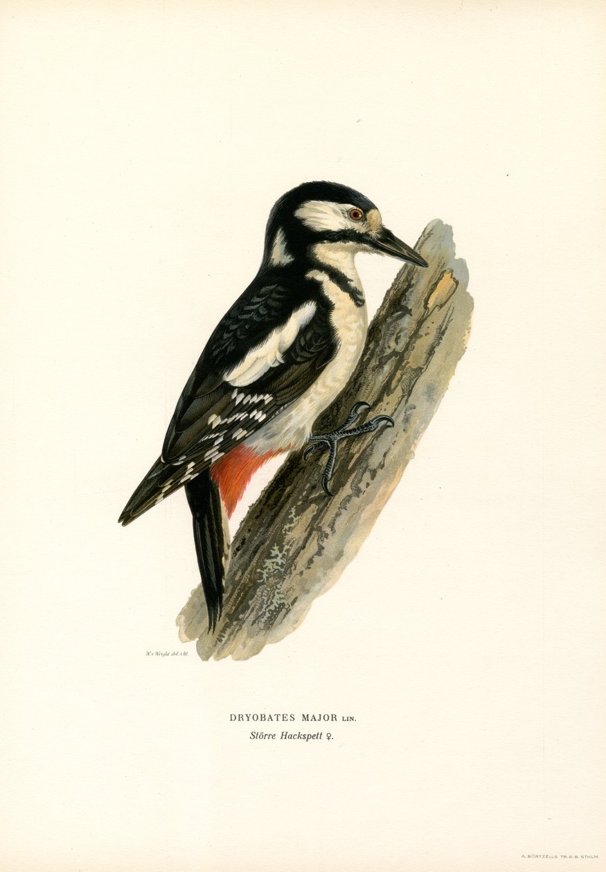 Stor plettet spætte (farve litho) af Magnus Ferdinand and Wilhelm von Wright