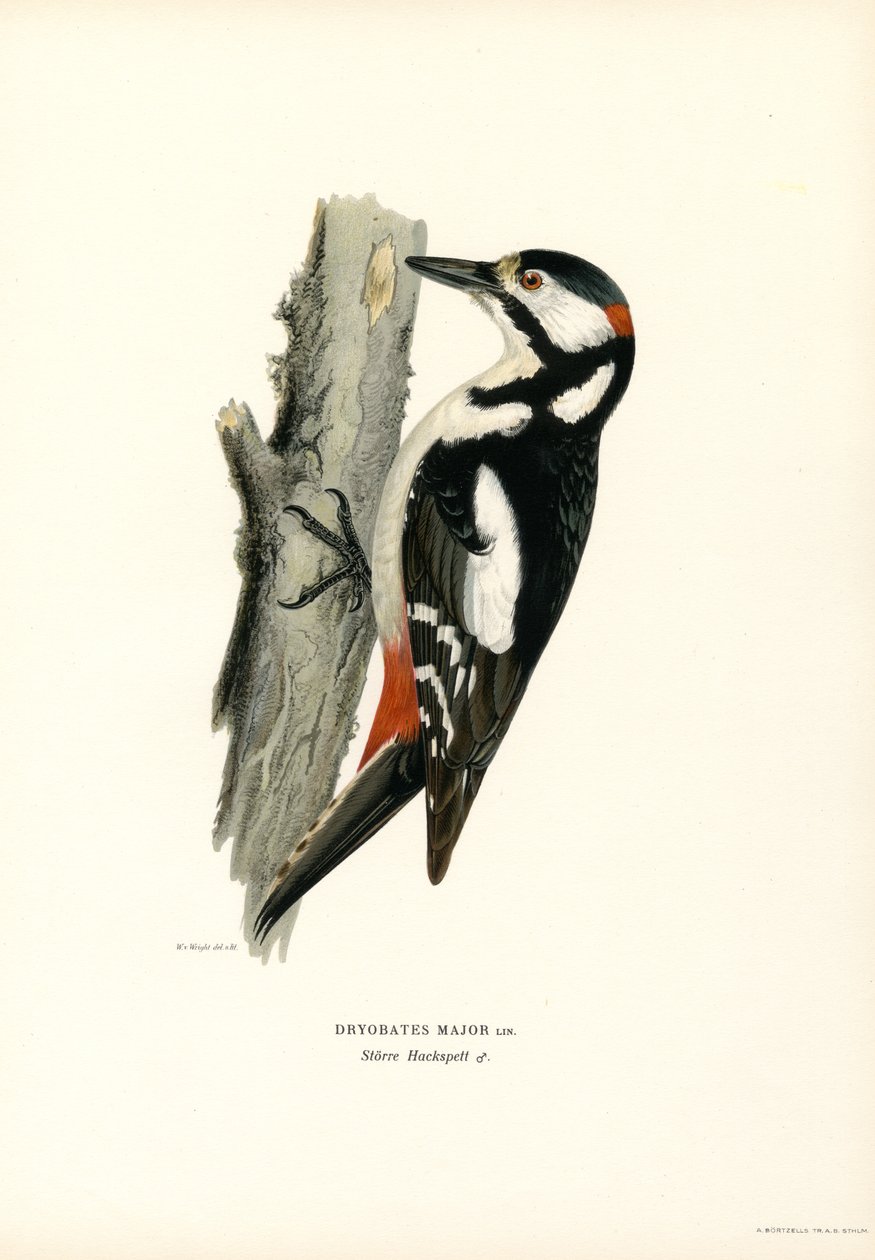 Stor plettet spætte (farve litho) af Magnus Ferdinand and Wilhelm von Wright