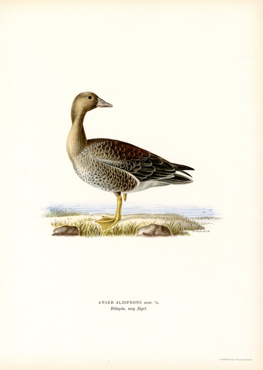 Stor blisgås (farve litho) af Magnus Ferdinand and Wilhelm von Wright