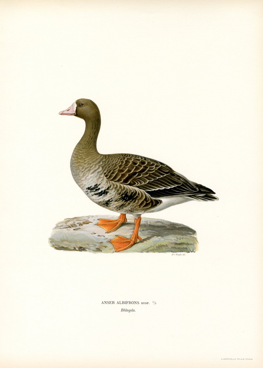 Stor blisgås (farve litho) af Magnus Ferdinand and Wilhelm von Wright