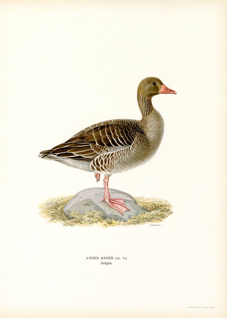 Grågås (farve litho) af Magnus Ferdinand and Wilhelm von Wright