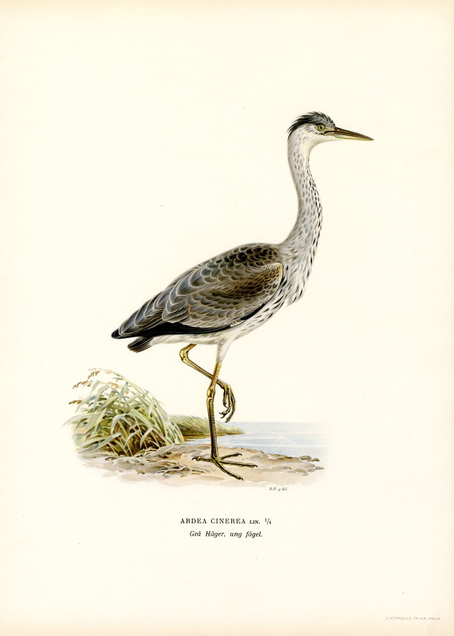 Grey Heron (farve litho) af Magnus Ferdinand and Wilhelm von Wright