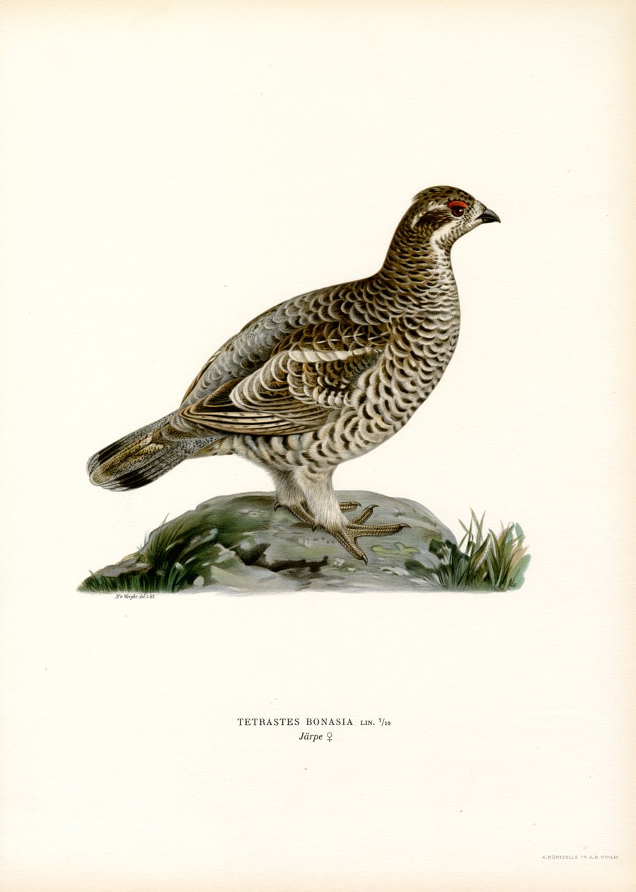 Hassel Grouse (farve litho) af Magnus Ferdinand and Wilhelm von Wright