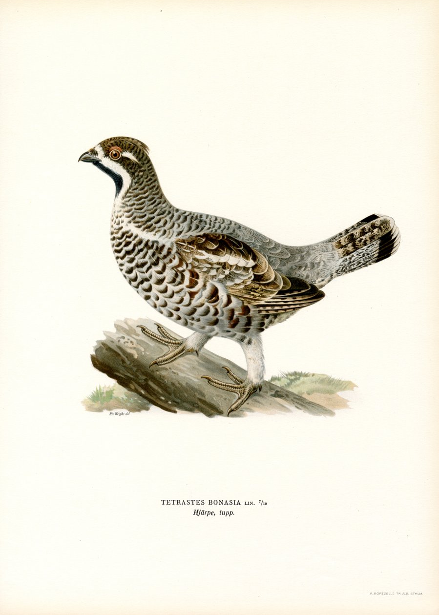 Hassel Grouse (farve litho) af Magnus Ferdinand and Wilhelm von Wright