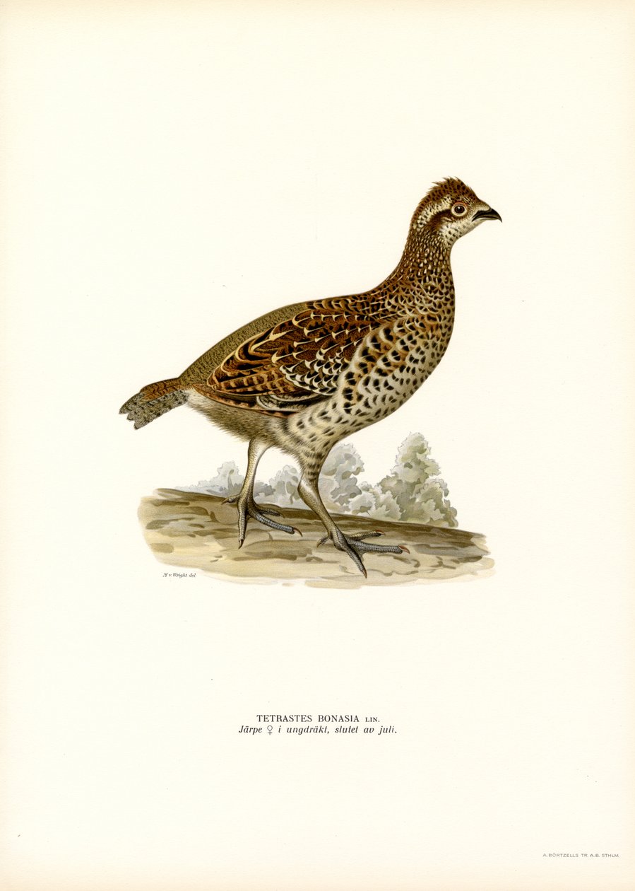 Hassel Grouse (farve litho) af Magnus Ferdinand and Wilhelm von Wright