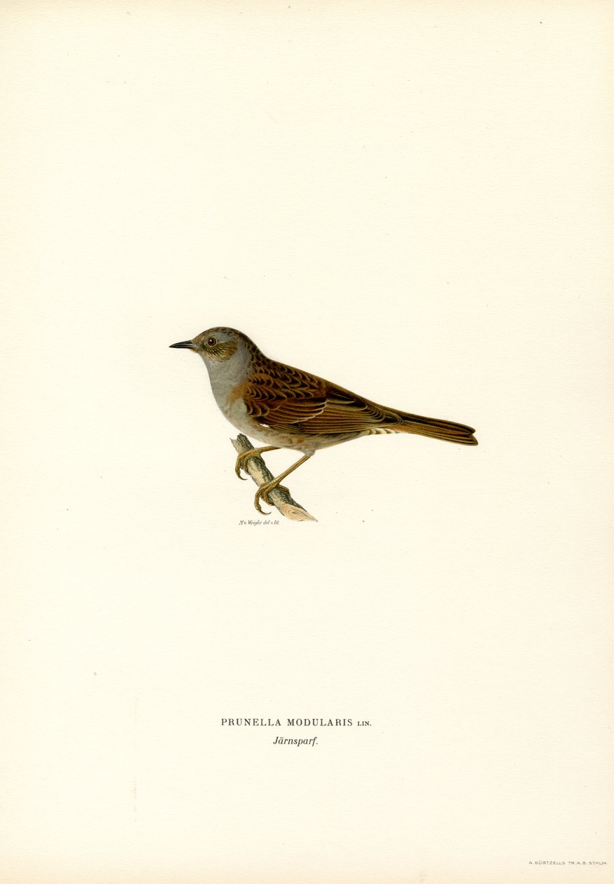 Hækkesanger (farve litho) af Magnus Ferdinand and Wilhelm von Wright