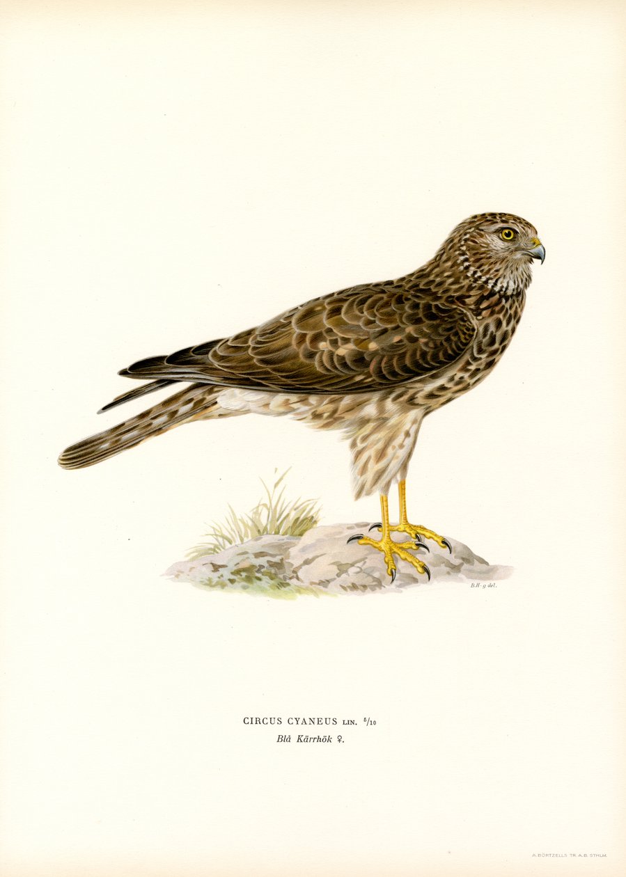 Hønsehøne (farve litho) af Magnus Ferdinand and Wilhelm von Wright