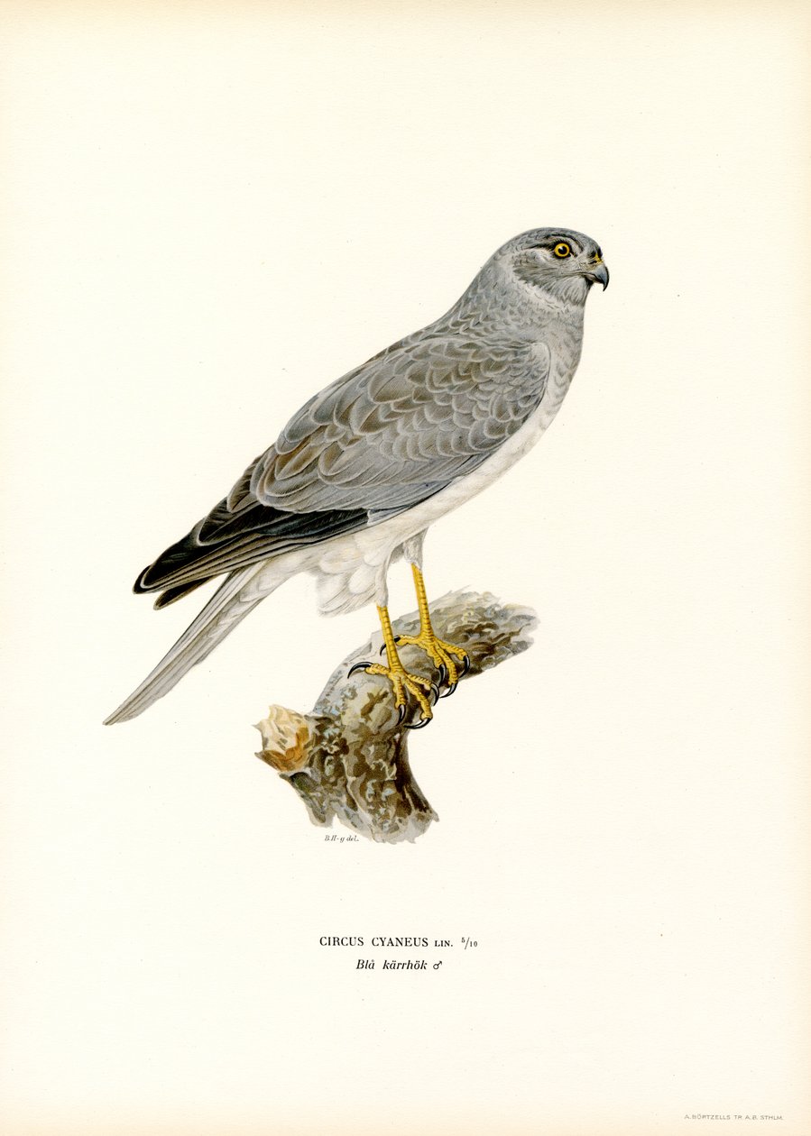 Hønsehøne (farve litho) af Magnus Ferdinand and Wilhelm von Wright