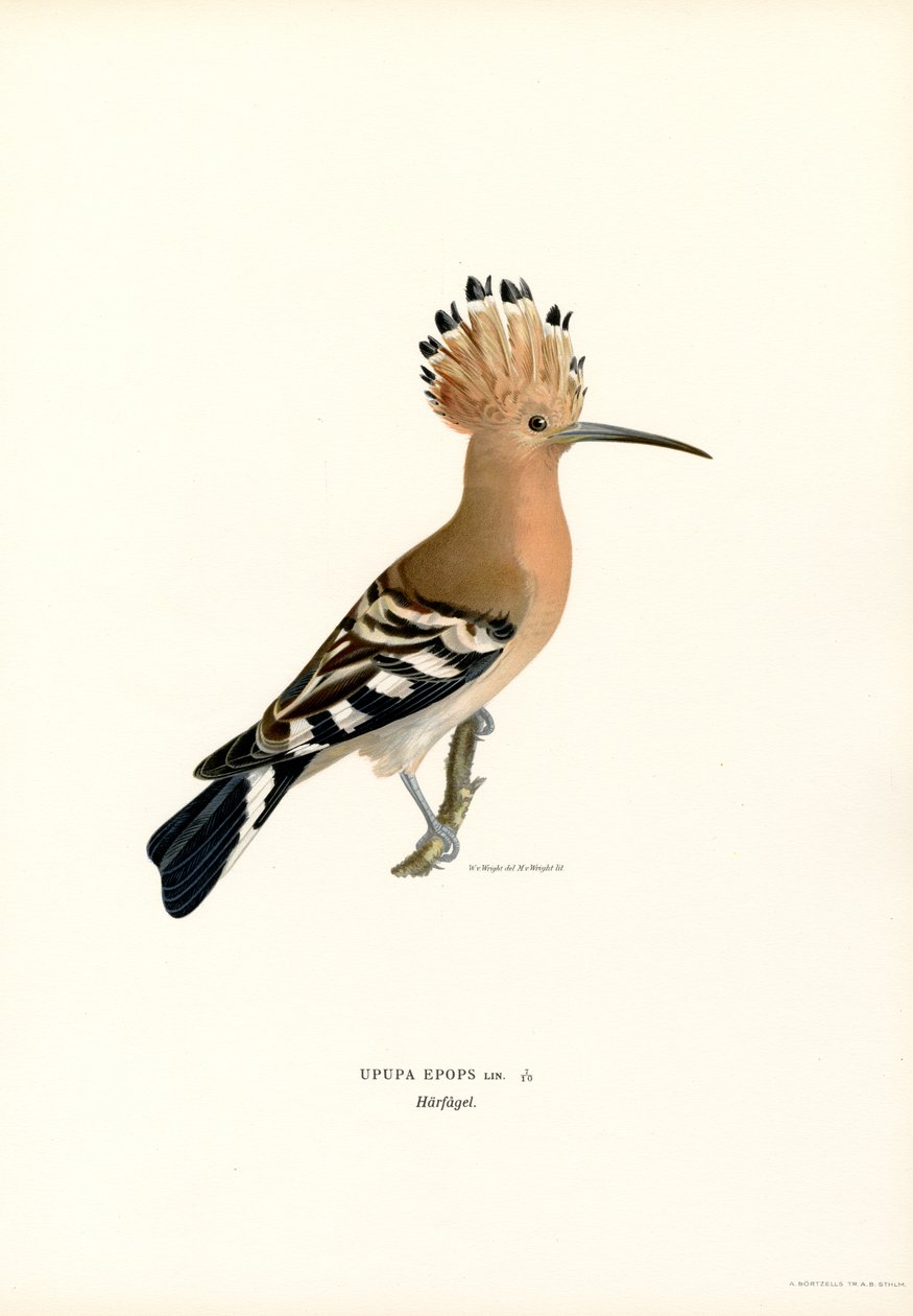 Hoopoe (farve litho) af Magnus Ferdinand and Wilhelm von Wright
