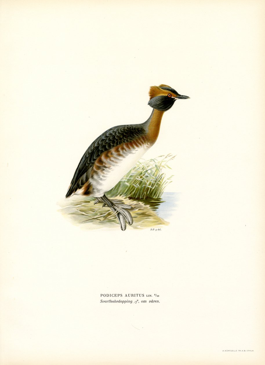 Horned lappedykker (farve litho) af Magnus Ferdinand and Wilhelm von Wright