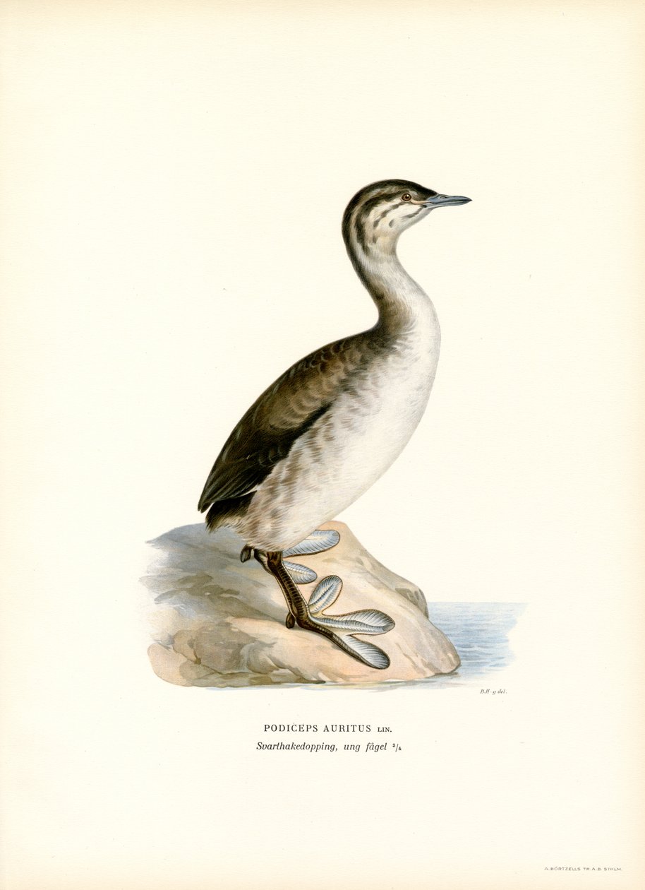Horned lappedykker (farve litho) af Magnus Ferdinand and Wilhelm von Wright