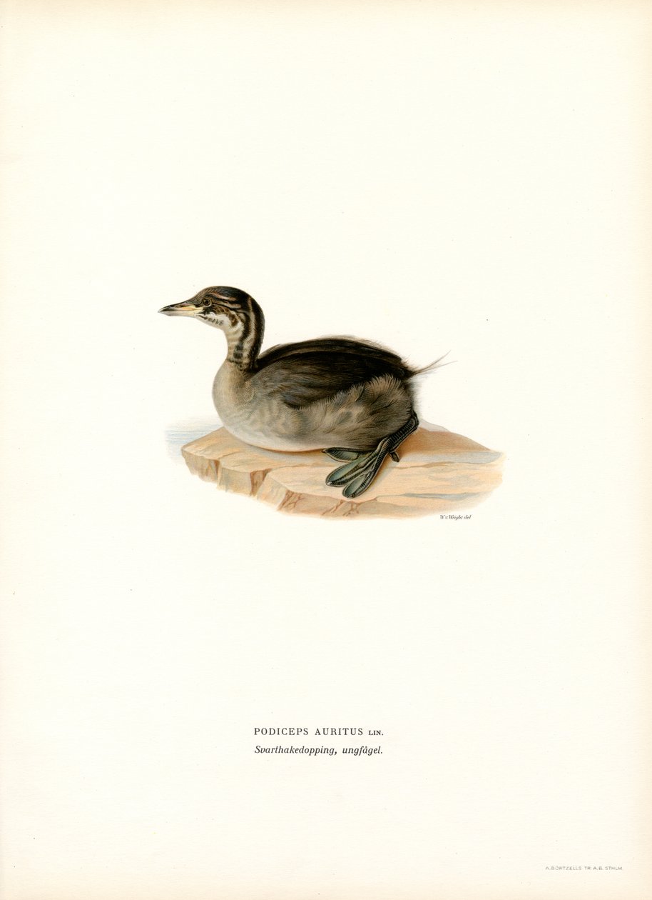 Horned lappedykker (farve litho) af Magnus Ferdinand and Wilhelm von Wright