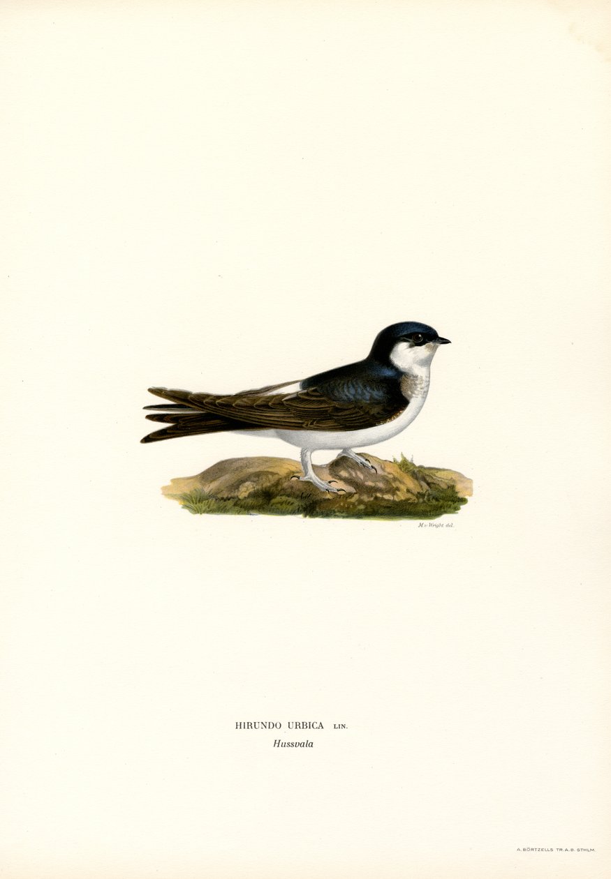 House Martin (farve litho) af Magnus Ferdinand and Wilhelm von Wright