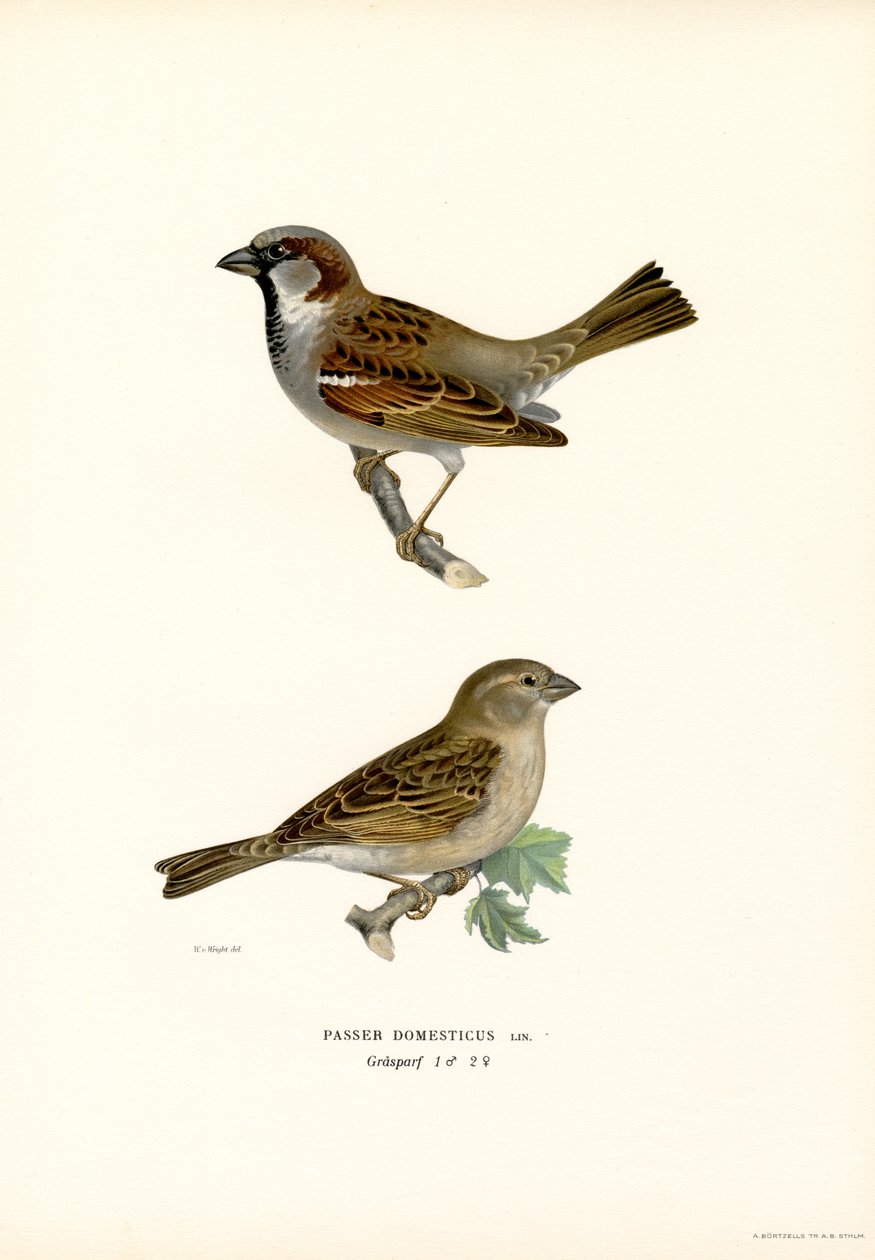 Husspurv (farve litho) af Magnus Ferdinand and Wilhelm von Wright