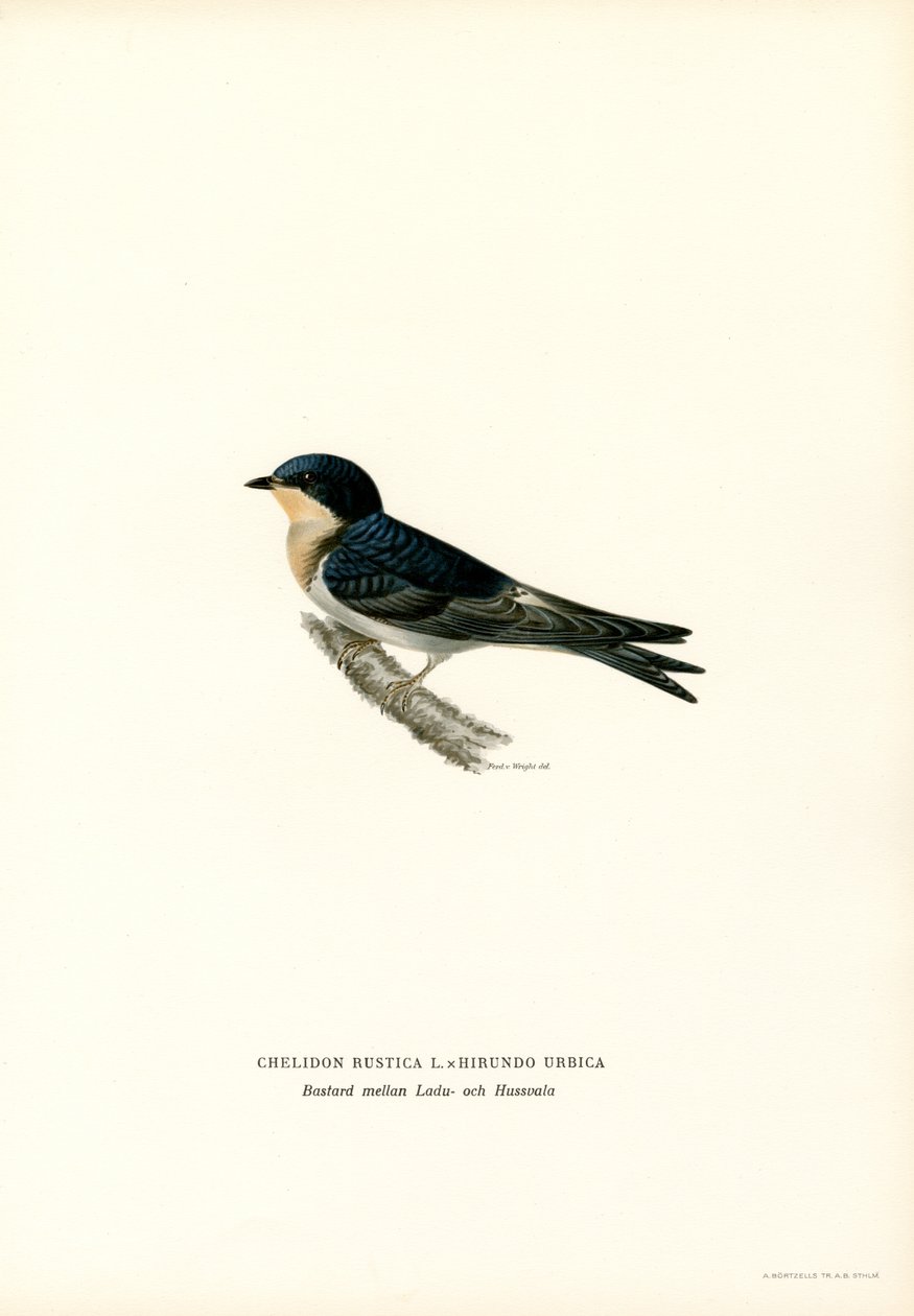 Hussvale (farve litho) af Magnus Ferdinand and Wilhelm von Wright