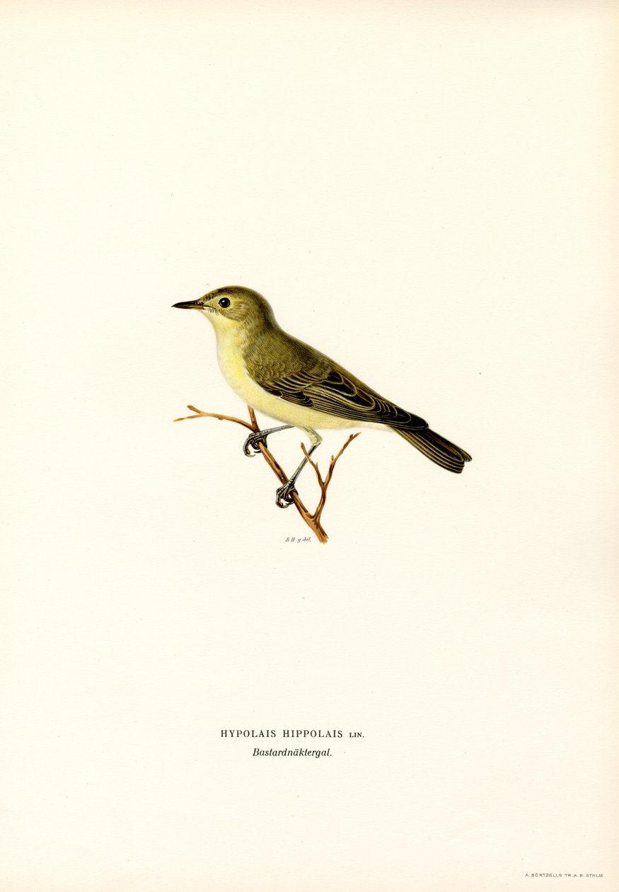 Icterine Warbler (farve litho) af Magnus Ferdinand and Wilhelm von Wright