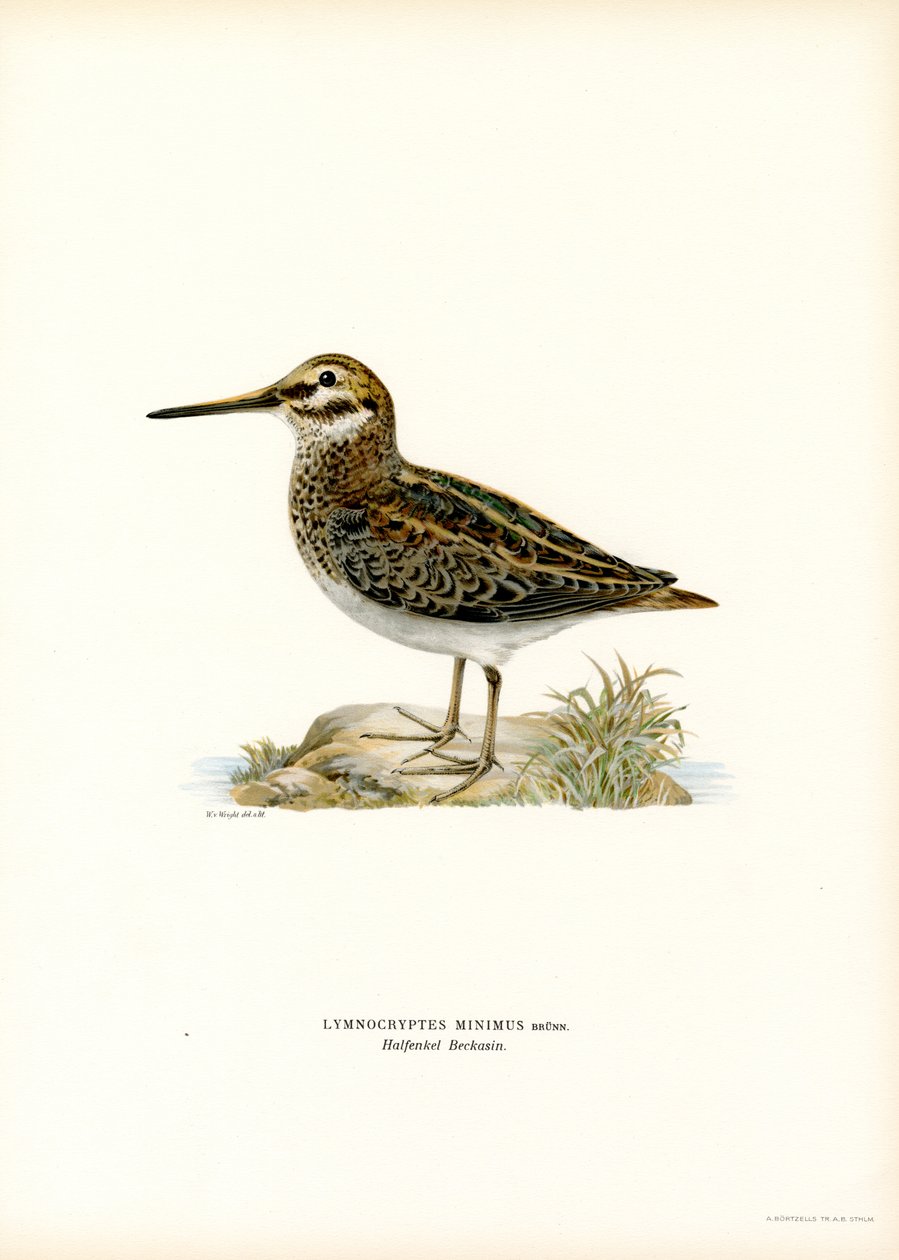Jack Snipe (farve litho) af Magnus Ferdinand and Wilhelm von Wright