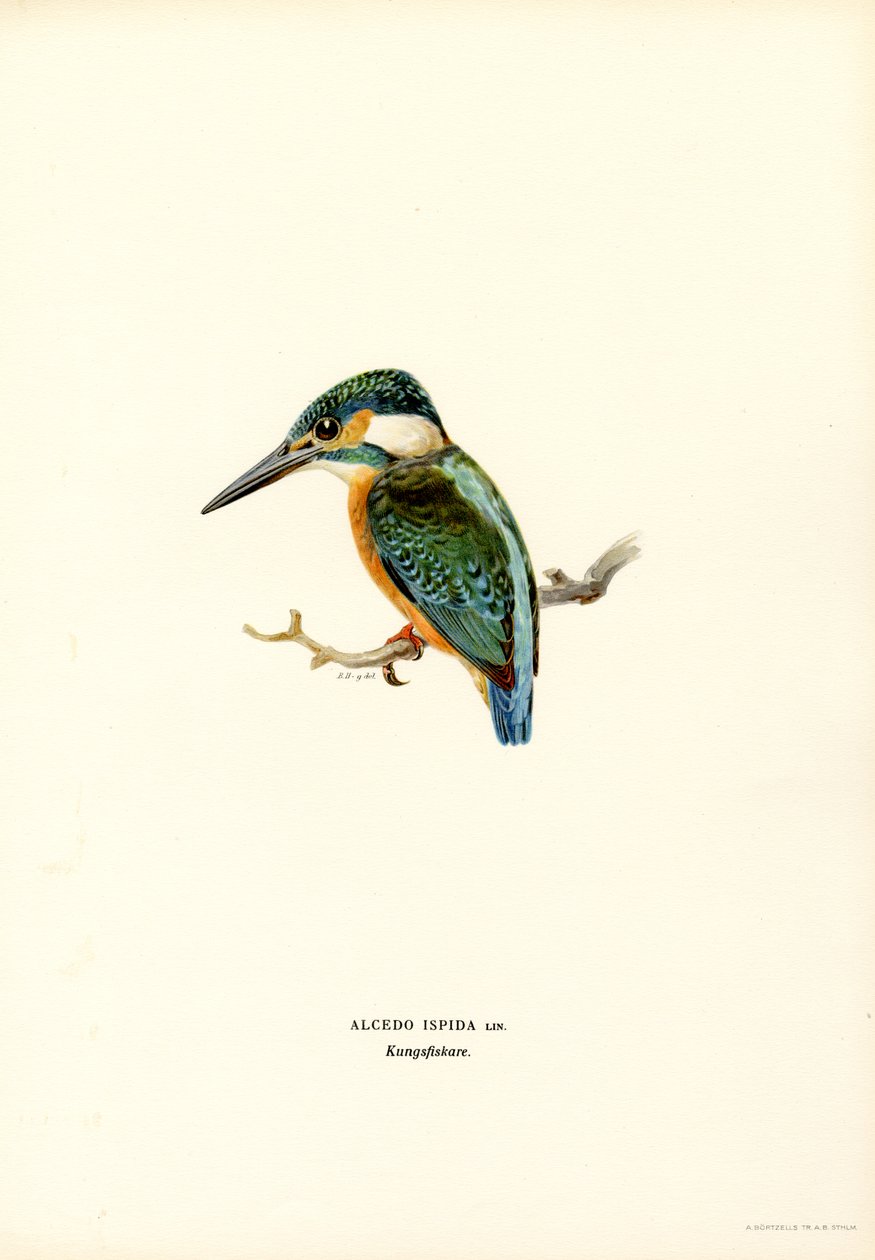 Kingfisher (farve litho) af Magnus Ferdinand and Wilhelm von Wright
