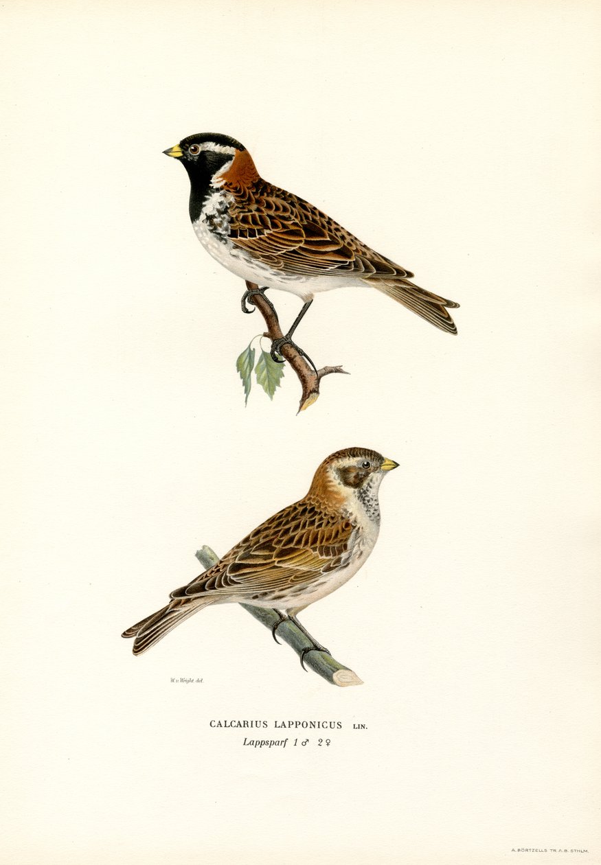 Laplandsspurv (farve litho) af Magnus Ferdinand and Wilhelm von Wright