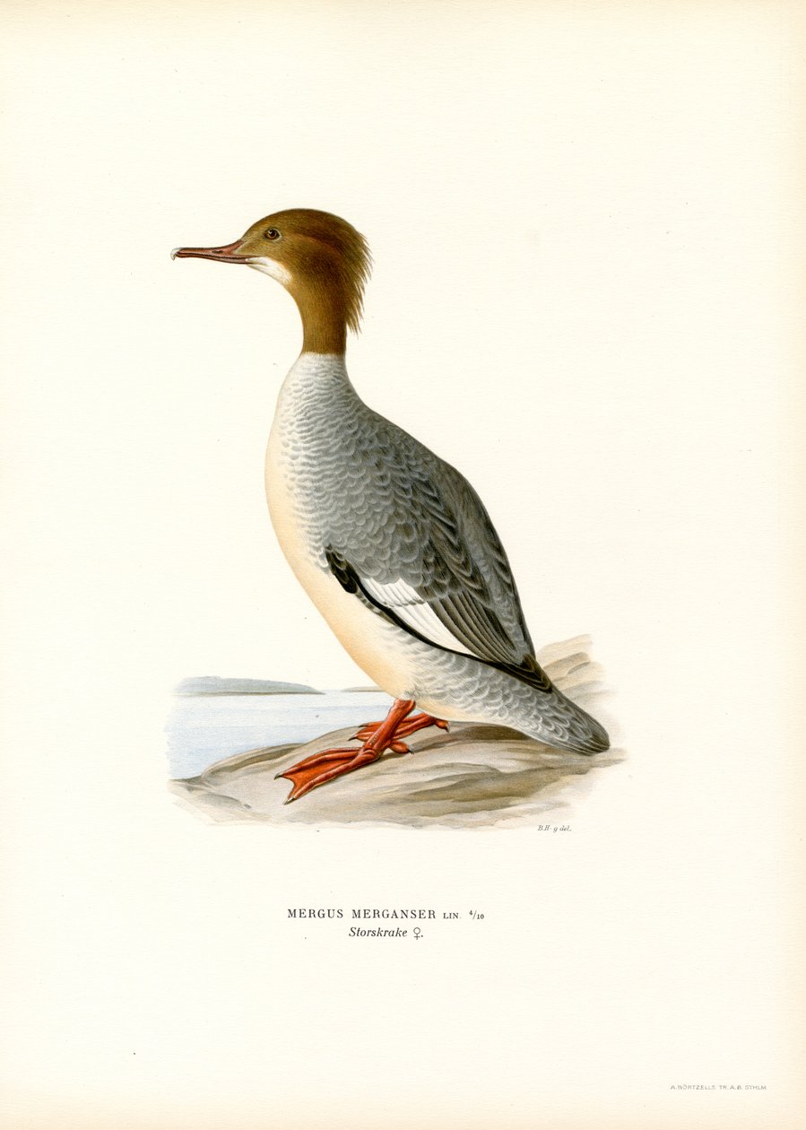 Stor Merganser (farve litho) af Magnus Ferdinand and Wilhelm von Wright