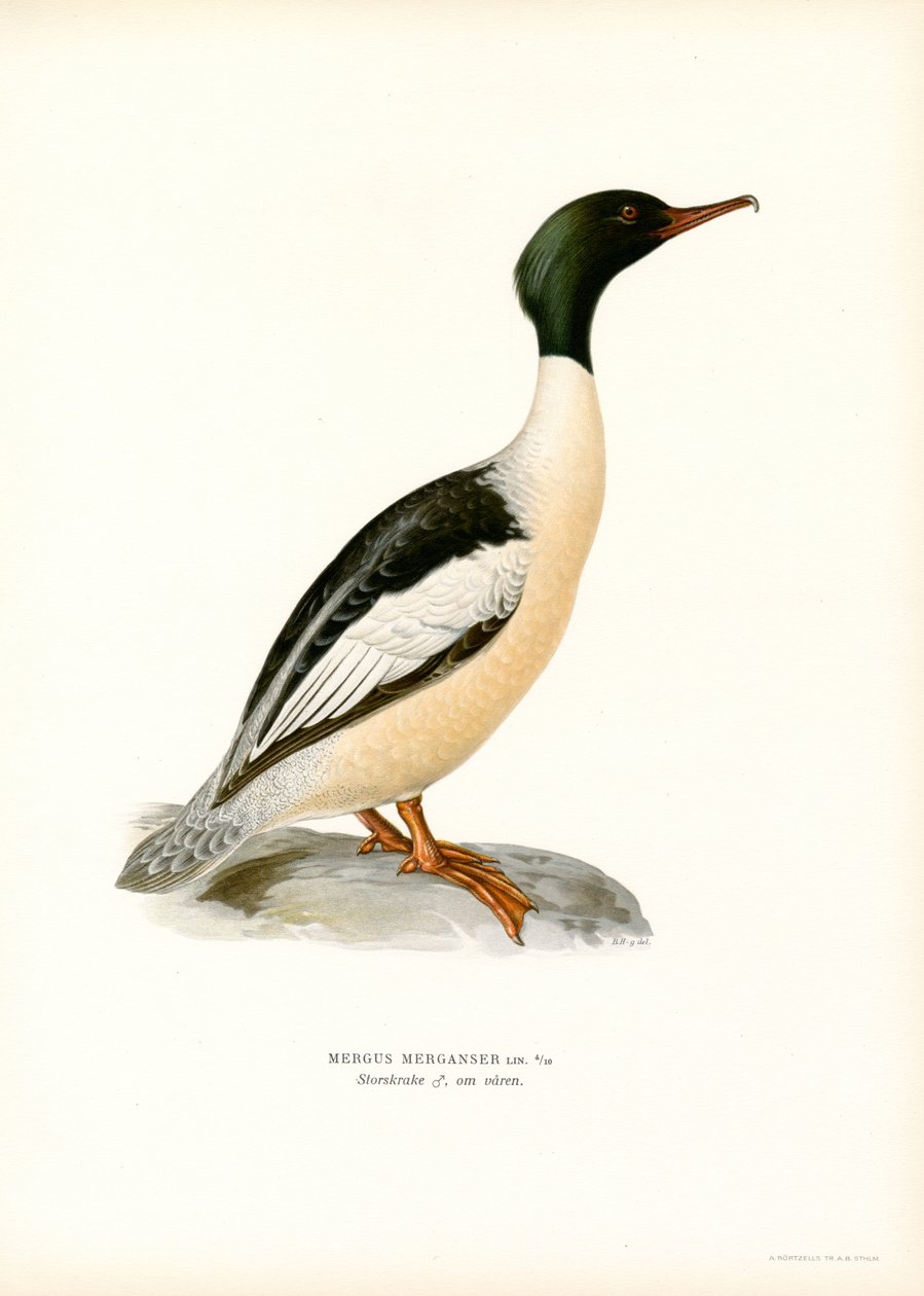 Stor Merganser (farve litho) af Magnus Ferdinand and Wilhelm von Wright