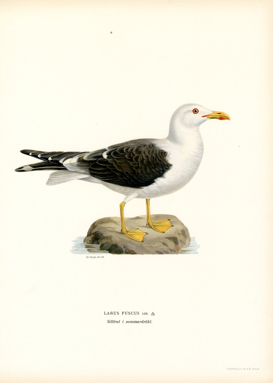 Lille måge (farve litho) af Magnus Ferdinand and Wilhelm von Wright