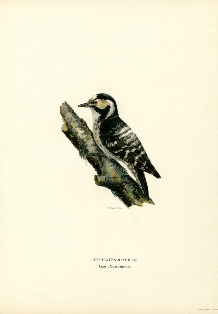Mindre plettet spætte (farve litho) af Magnus Ferdinand and Wilhelm von Wright