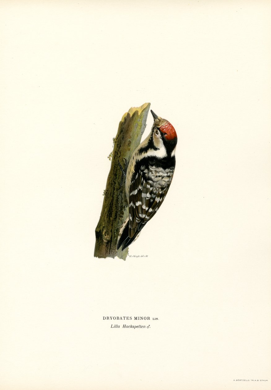 Lille plettet spætte (farve litho) af Magnus Ferdinand and Wilhelm von Wright