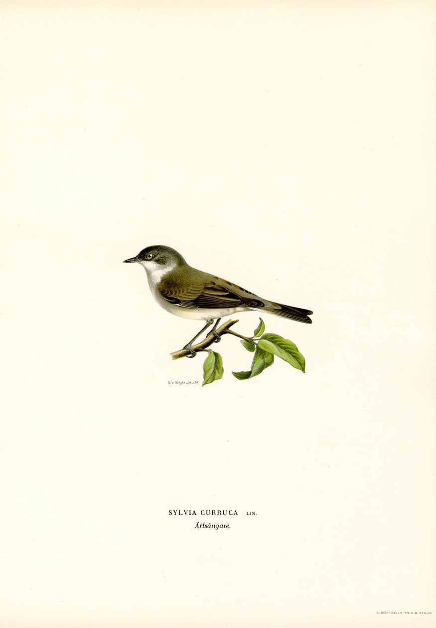 Lesser Whitethroat (farve litho) af Magnus Ferdinand and Wilhelm von Wright