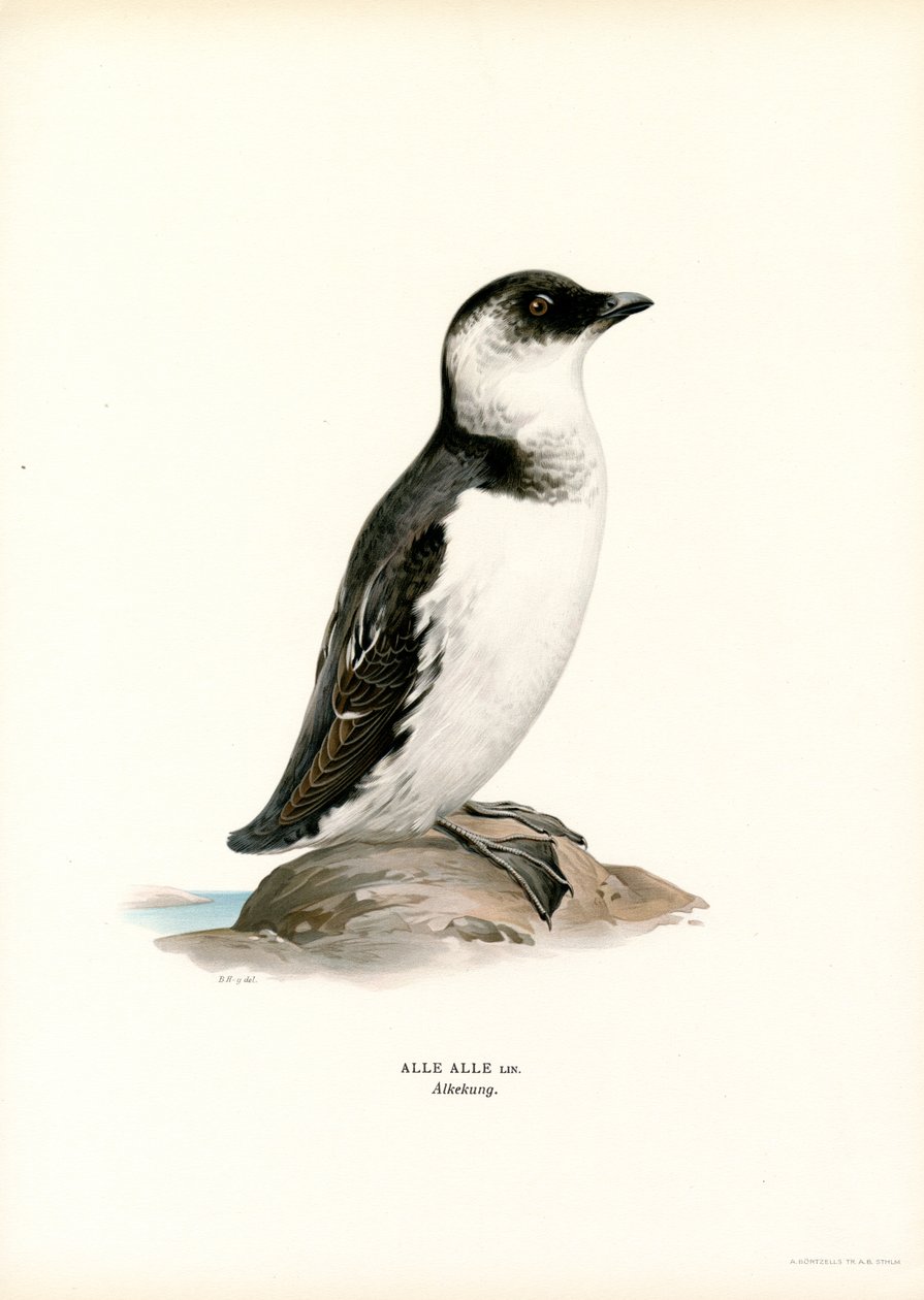Lille Auk (farve litho) af Magnus Ferdinand and Wilhelm von Wright