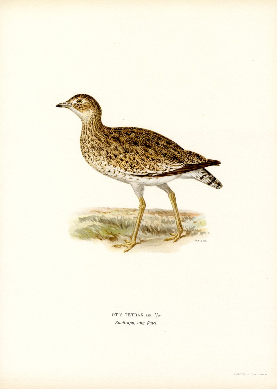 Lille bustard (farve litho) af Magnus Ferdinand and Wilhelm von Wright