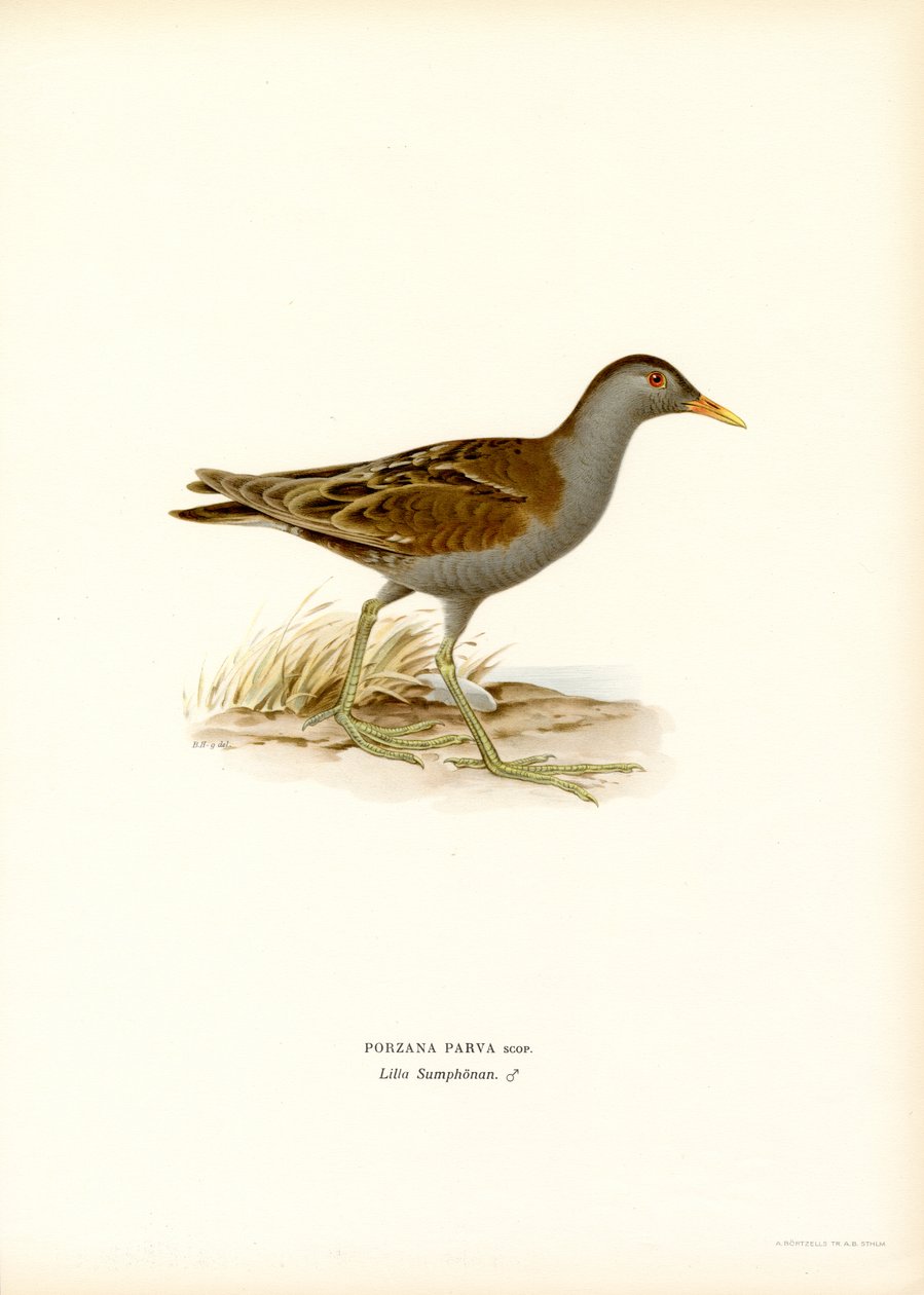 Lille Crake (farve litho) af Magnus Ferdinand and Wilhelm von Wright