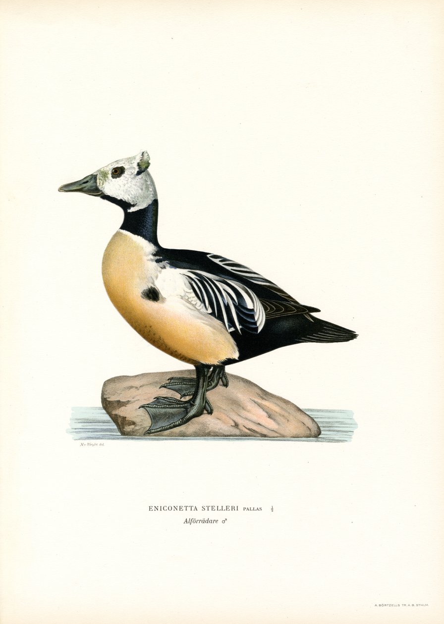Lille edderfugl (farve litho) af Magnus Ferdinand and Wilhelm von Wright